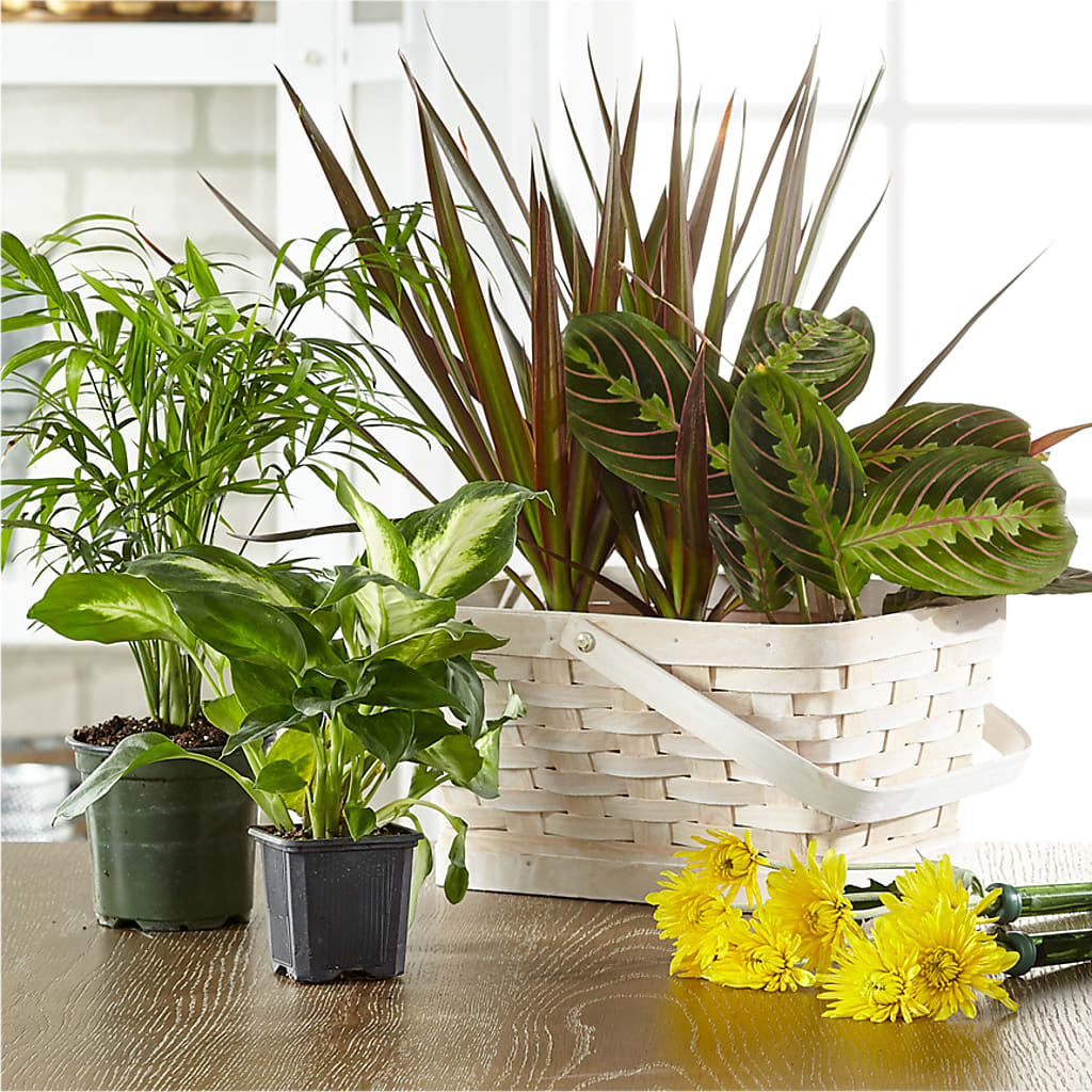 Florist Designed Blooming and Green Plants in a Basket – MR K'S FLOWERS, Littleton CO
