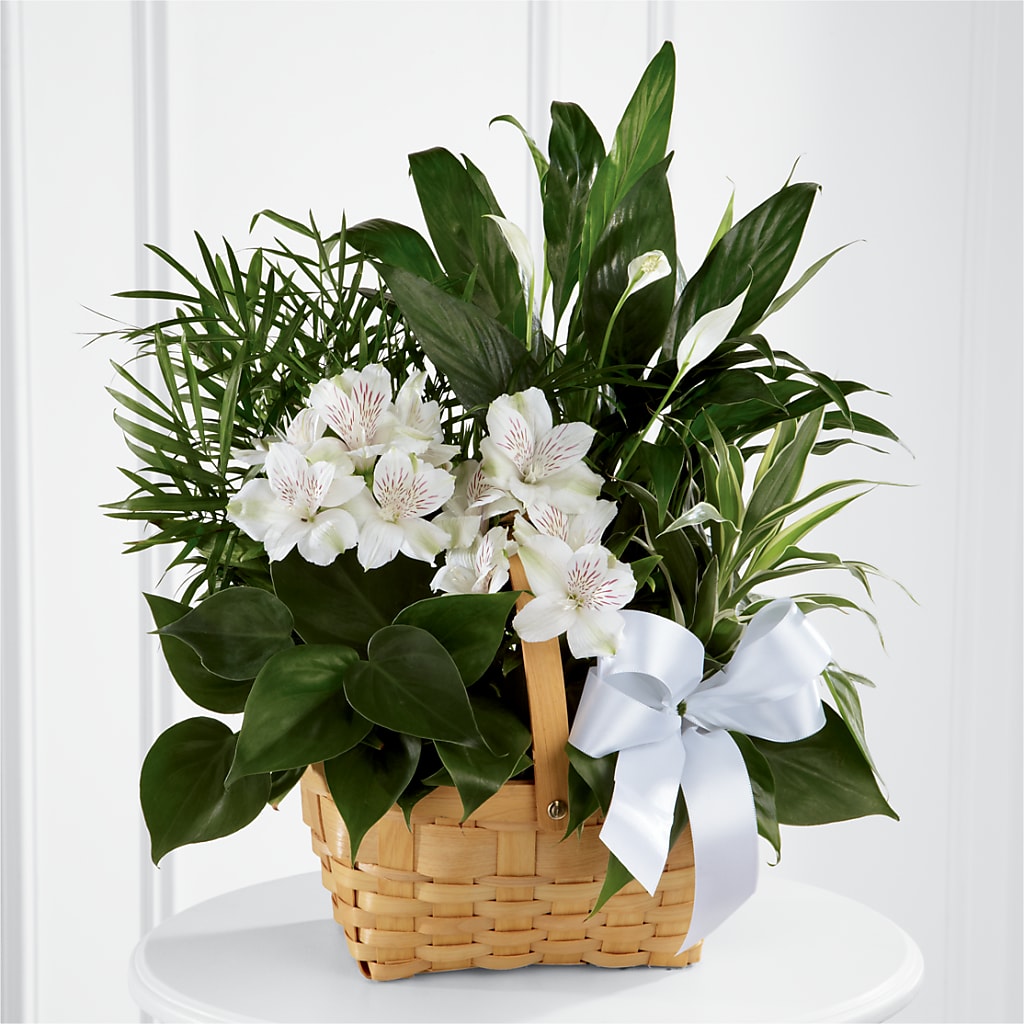 Peace & Serenity Dishgarden – MR K'S FLOWERS, Littleton CO