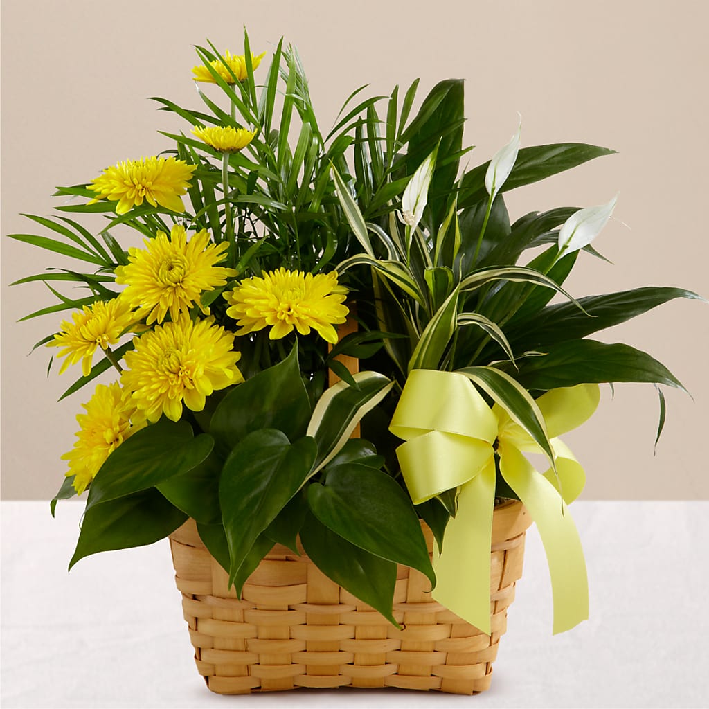 Loving Light Dishgarden – MR K'S FLOWERS, Littleton CO