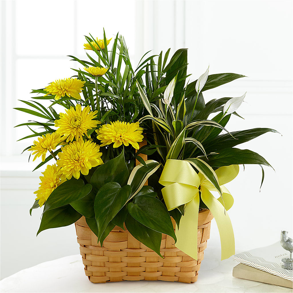 Loving Light Dishgarden – MR K'S FLOWERS, Littleton CO
