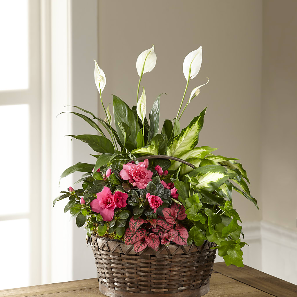 Dream in Pink Dishgarden – MR K'S FLOWERS, Littleton CO