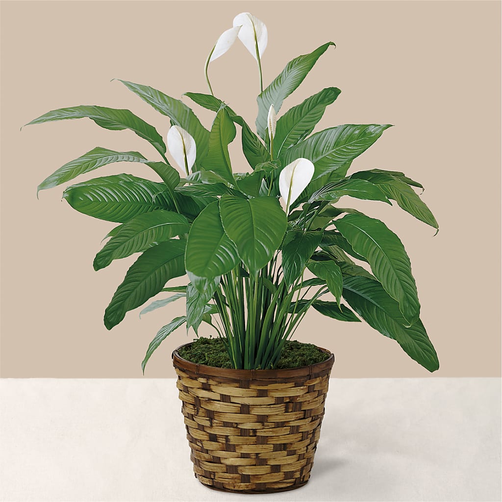 Tranquil Moments Peace Lily Plant – MR K'S FLOWERS, Littleton CO