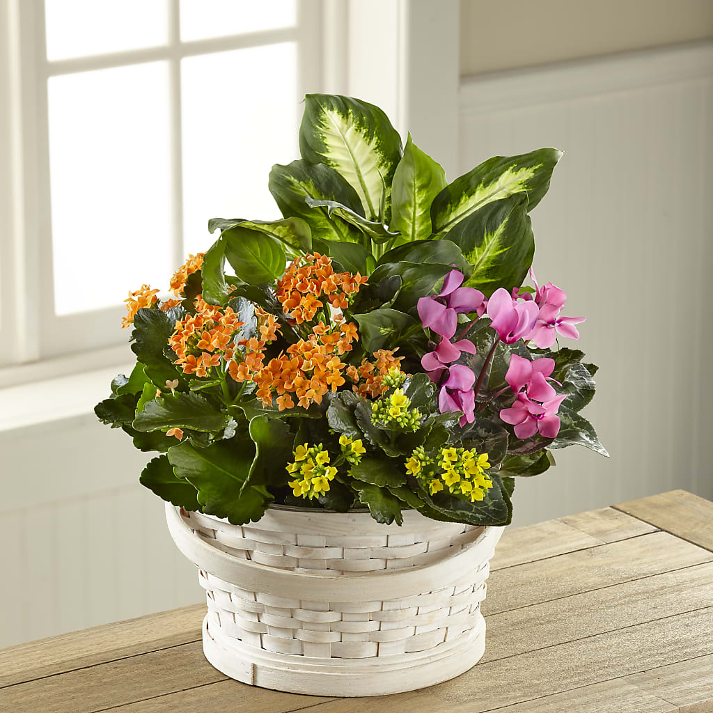 Color Crush Dishgarden – MR K'S FLOWERS, Littleton CO