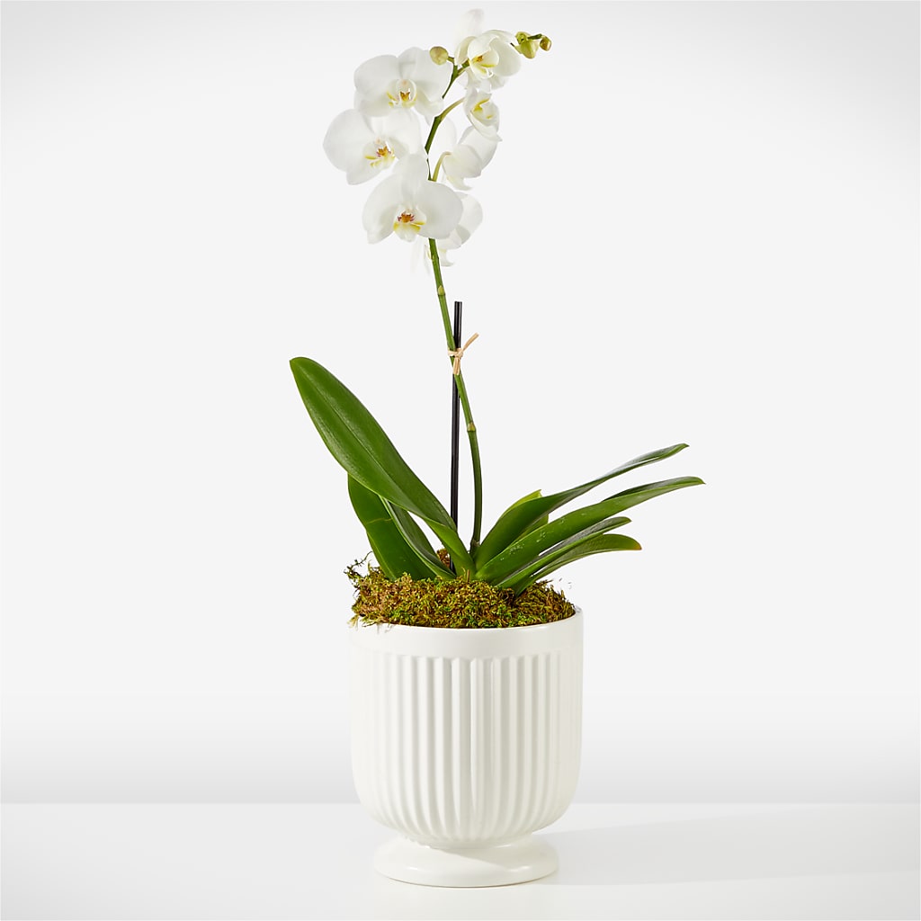 Whispering White Orchid – MR K'S FLOWERS, Littleton CO