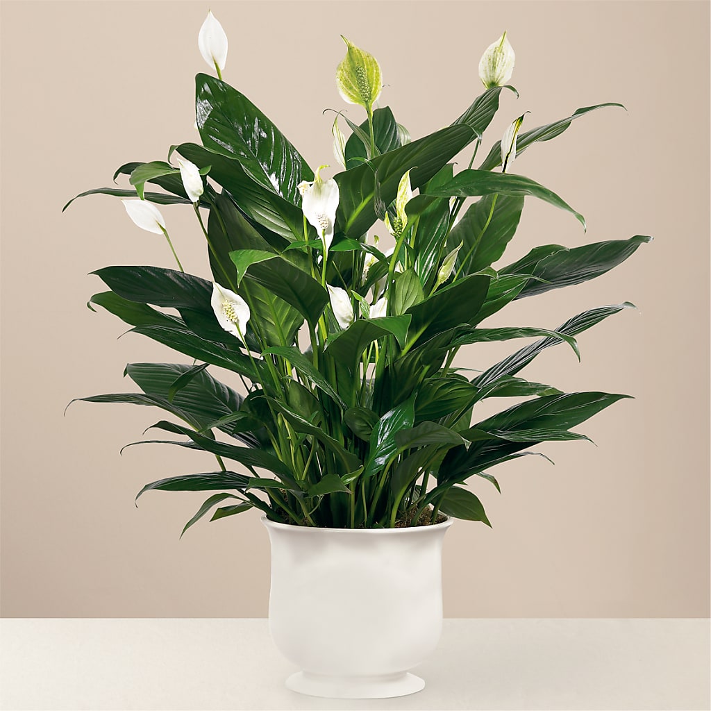 Comfort Planter – MR K'S FLOWERS, Littleton CO