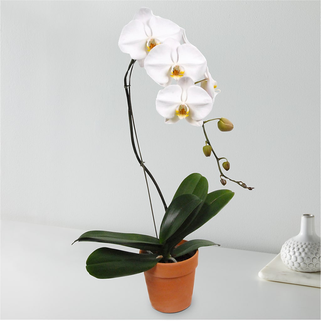White Cascading Orchid – MR K'S FLOWERS, Littleton CO