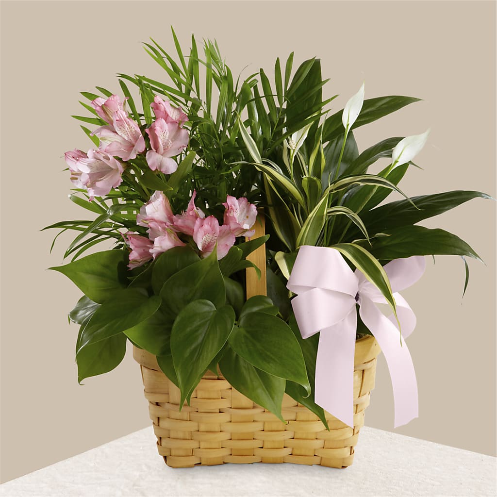 Living Spirit Dishgarden – MR K'S FLOWERS, Littleton CO