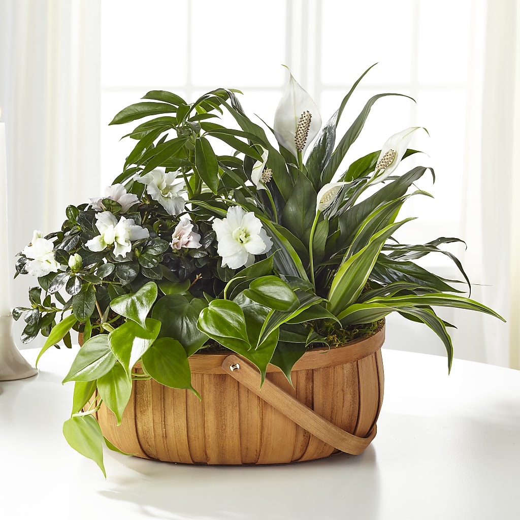 Serene Dishgarden – MR K'S FLOWERS, Littleton CO