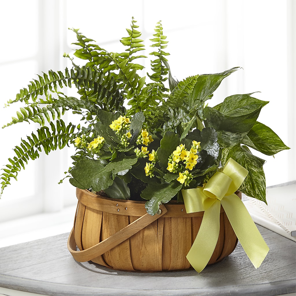 Always Dear Dishgarden – MR K'S FLOWERS, Littleton CO