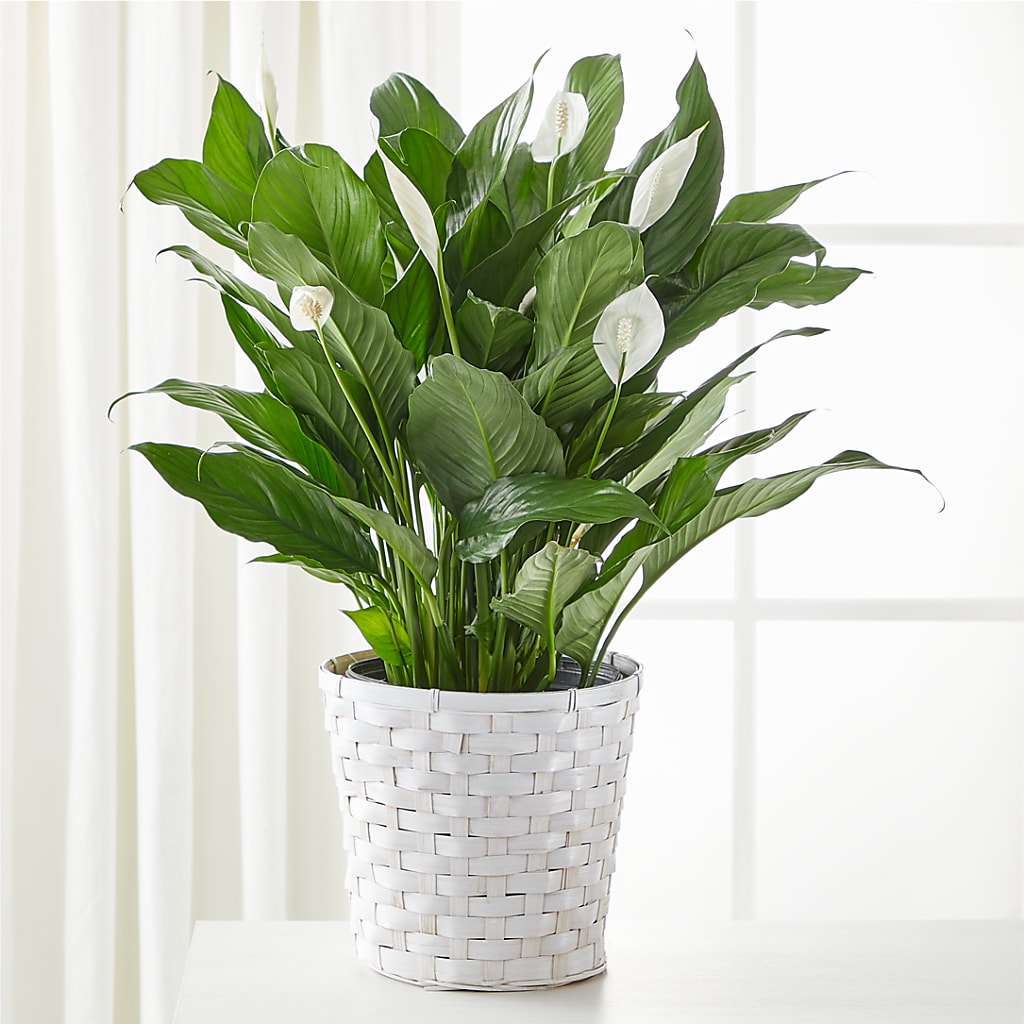 A New Leaf Peace Lily – MR K'S FLOWERS, Littleton CO