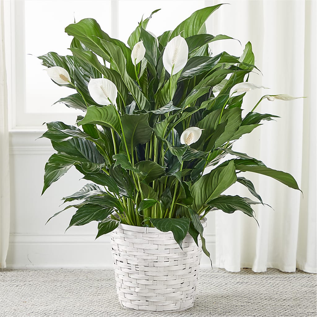 A New Leaf Peace Lily – MR K'S FLOWERS, Littleton CO