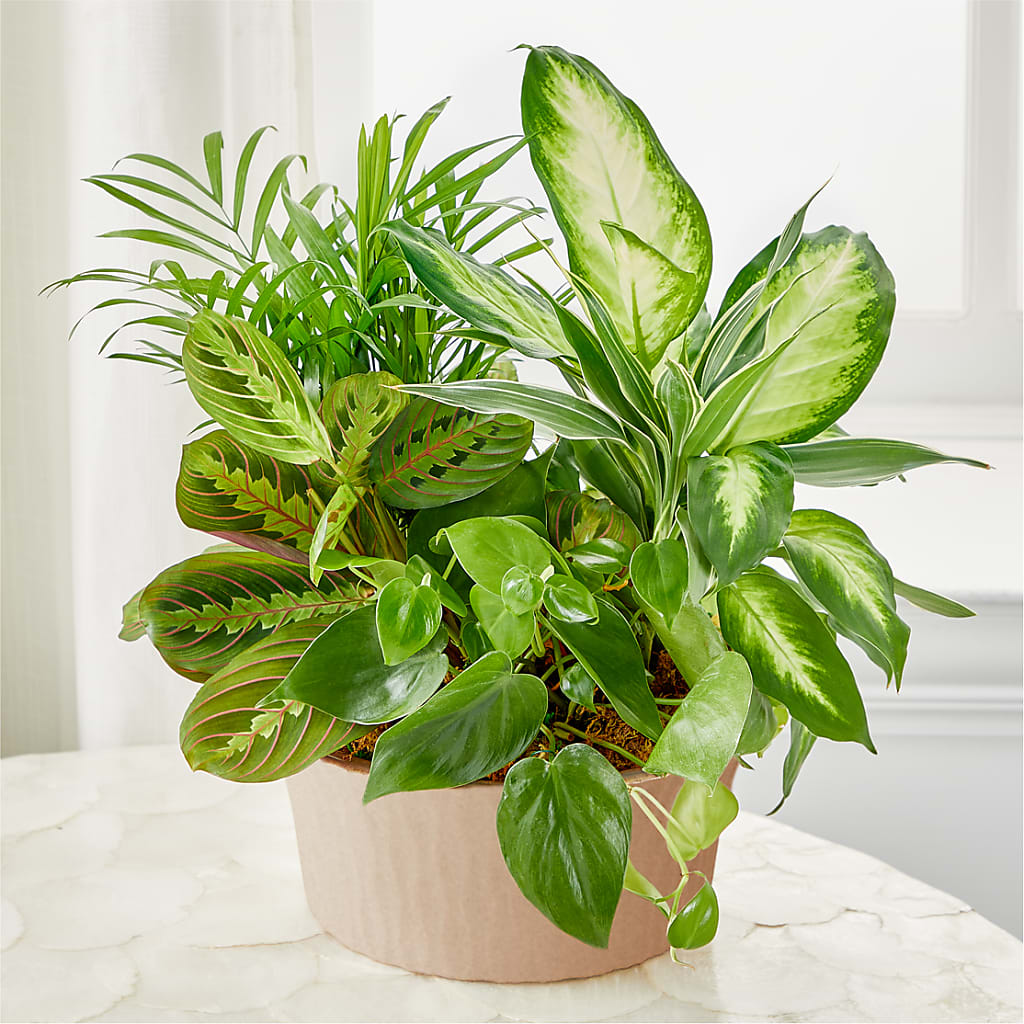 Balance & Harmony Dishgarden – MR K'S FLOWERS, Littleton CO