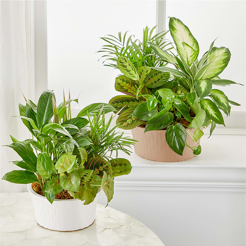 Balance & Harmony Dishgarden – MR K'S FLOWERS, Littleton CO