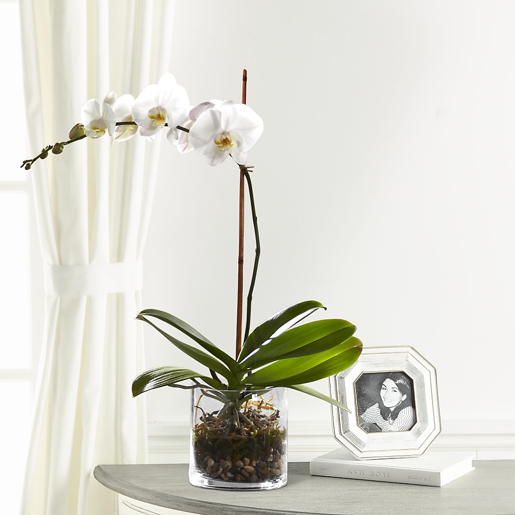 White Orchid Planter – MR K'S FLOWERS, Littleton CO