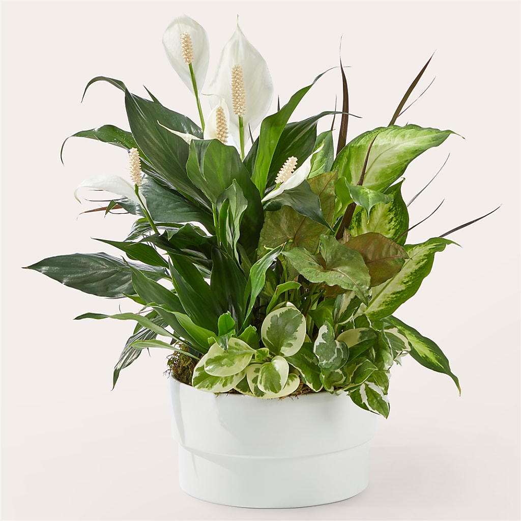 Radiating Positivity Dishgarden – MR K'S FLOWERS, Littleton CO