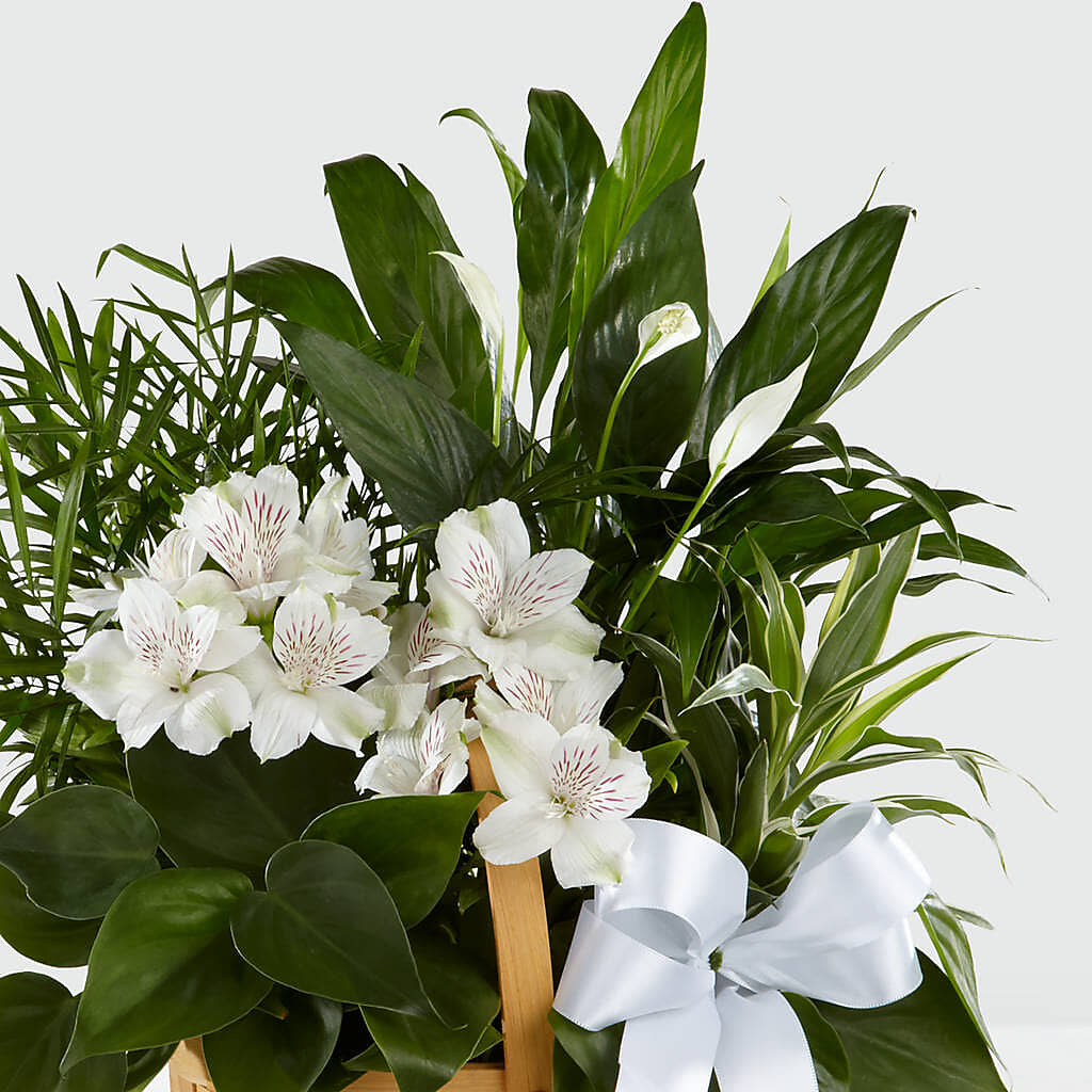 Peace & Serenity Dishgarden – MR K'S FLOWERS, Littleton CO