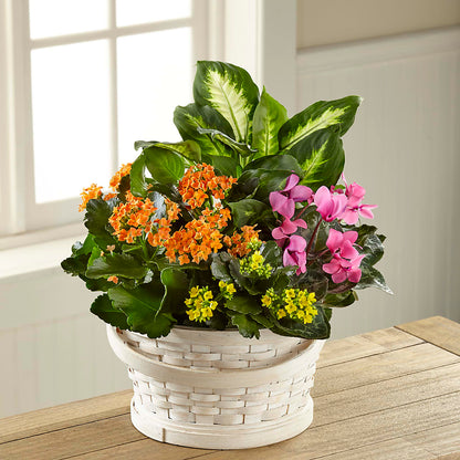 Color Crush Dishgarden – MR K'S FLOWERS, Littleton CO