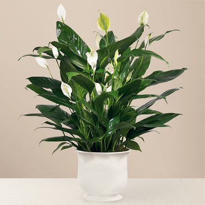 Comfort Planter – MR K'S FLOWERS, Littleton CO