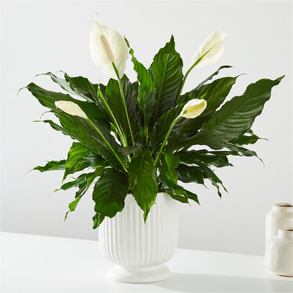 Comfort Planter – MR K'S FLOWERS, Littleton CO