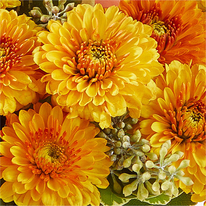 Peachy Pumpkin – MR K'S FLOWERS, Littleton CO