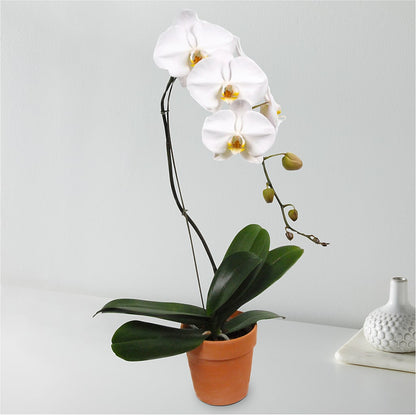White Cascading Orchid – MR K'S FLOWERS, Littleton CO