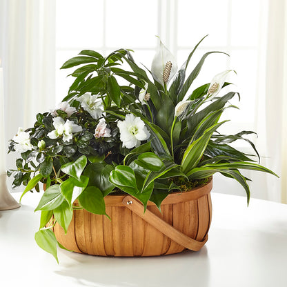 Serene Dishgarden – MR K'S FLOWERS, Littleton CO