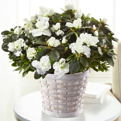 White Azalea Plant – MR K'S FLOWERS, Littleton CO
