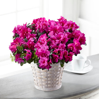 Hope & Serenity Azalea Plant – MR K'S FLOWERS, Littleton CO