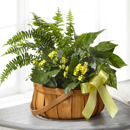 Always Dear Dishgarden – MR K'S FLOWERS, Littleton CO