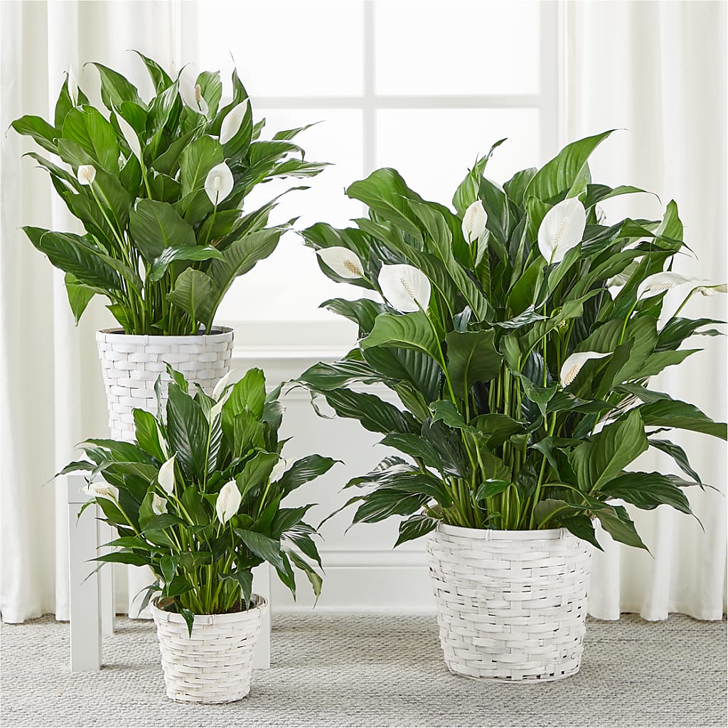 A New Leaf Peace Lily – MR K'S FLOWERS, Littleton CO
