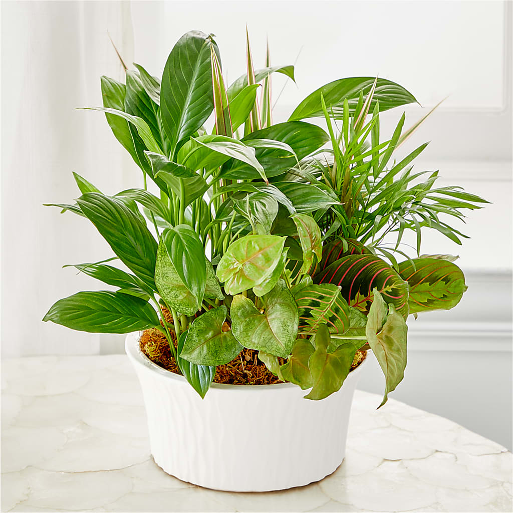 Balance & Harmony Dishgarden – MR K'S FLOWERS, Littleton CO