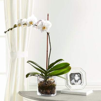 White Orchid Planter – MR K'S FLOWERS, Littleton CO