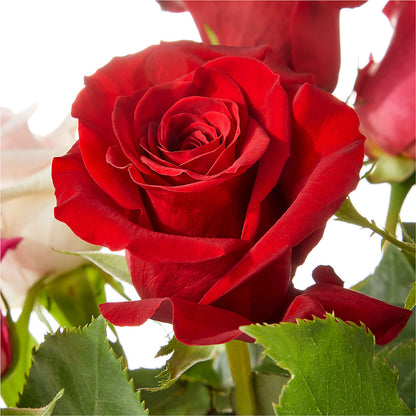 Love Notes Rose Bouquet – MR K'S FLOWERS, Littleton CO